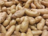 Potatoes, Fingerling